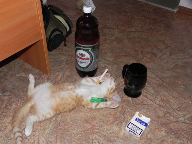 Уставший котенок