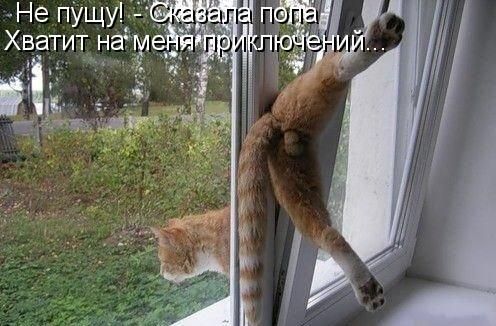 Toyota Highlander Club - котэ!